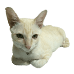 MhooYong