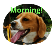 Little Beagle