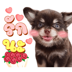 HengHeng is chihuahua