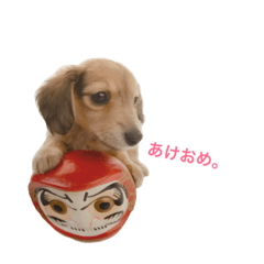 Dogs STAMP+