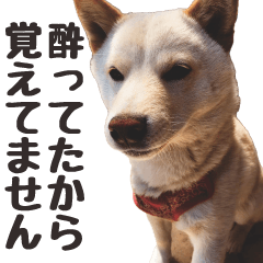 Shiba Inu Miru