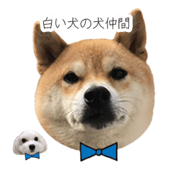 白い犬の犬仲間 Line スタンプ Line Store