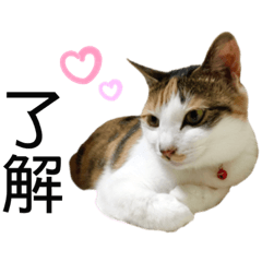 yukari_20211117033946