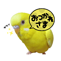 セキセイインコちゃんたちⅠ