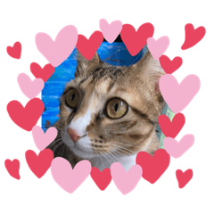 小笨喵的日常生活