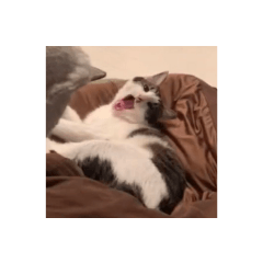 melon_20211117125849