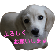 Kaninchen Dachshund &