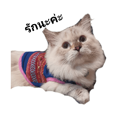 Meaw_20211116153259