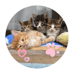 NATSUMI_20211117184039