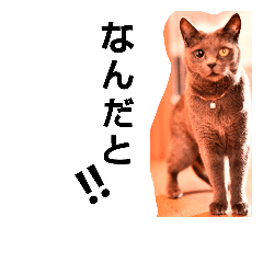 Gray cat!!!!