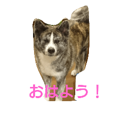 akita dog  koyuki2