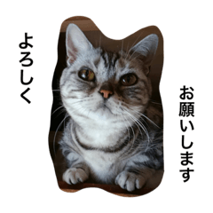 Neko Bu 1.1