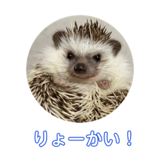 itsuochan_Hedgehog