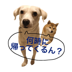 柴犬と白い雑種犬-8