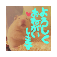 前島きなこ
