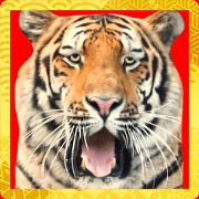 Photograph of the cool tiger