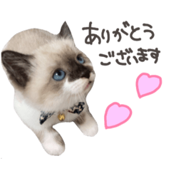 suzu_20211119011326