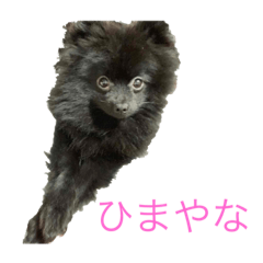 miniyon_20211119100001