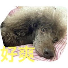 小呂呂出道啦