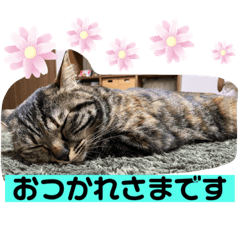 hikari_20211118211307