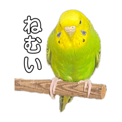 bird  cute