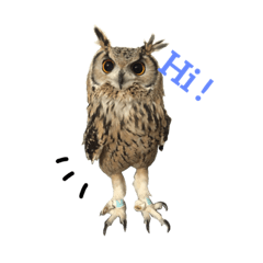 Owl Tenkai