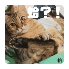 涵-實用的萌貓貼圖～（千千與帕瑪）