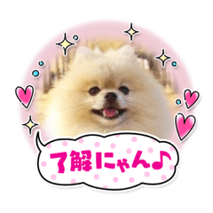 pomeraniankaito