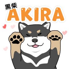クロ柴犬アキラ 3