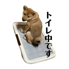 My Shiba Inu, HANA 2.