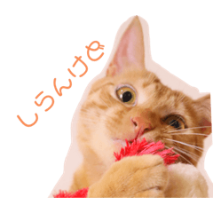 honey_20211119202943