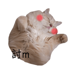 肥貓貓貓
