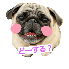 pug sticker(shirasu and uni)