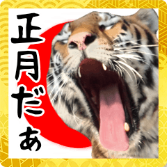 Victory of the tiger