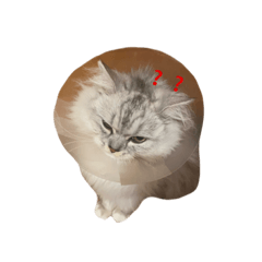 matsu_20211120095429