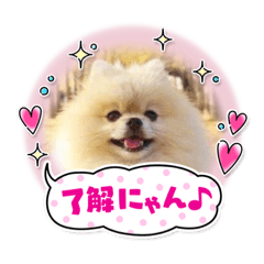 pomeranian kaito
