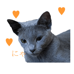 Russian Blue yozora