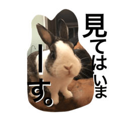 うさぎのランドさん 待望の第3弾!! #rabbit