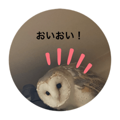 Ringo_20211120145349
