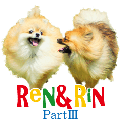 Pomeranian Ren&Rin part3