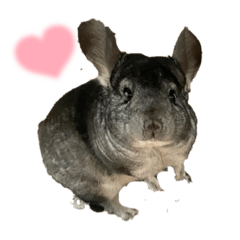 nozomi_20211120152024