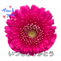 Gerbera  Message