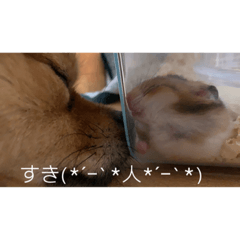 ayumi_20211120195633