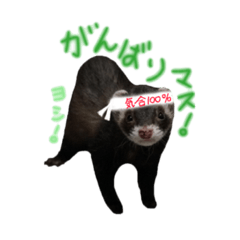 ferret marble