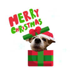 むぎちゃんのクリスマス＆お正月