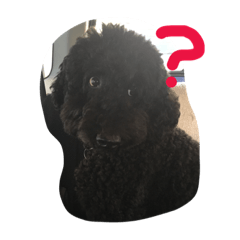 Standard Poodle Yu-ta