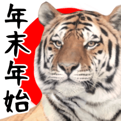 Photograph of the cute tiger