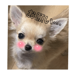 macaron_20211121073101