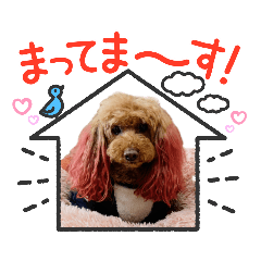 Real Dog Poodle Cocoa