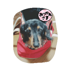 cherry_20211121183505